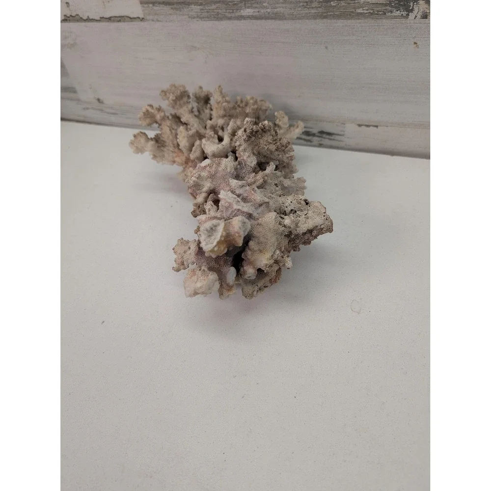Natural White Coral Specimen Branching Reef Sea Decor Display Coastal Piece